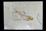 Fossil Fish (Diplomystus) - Wyoming #165804-1